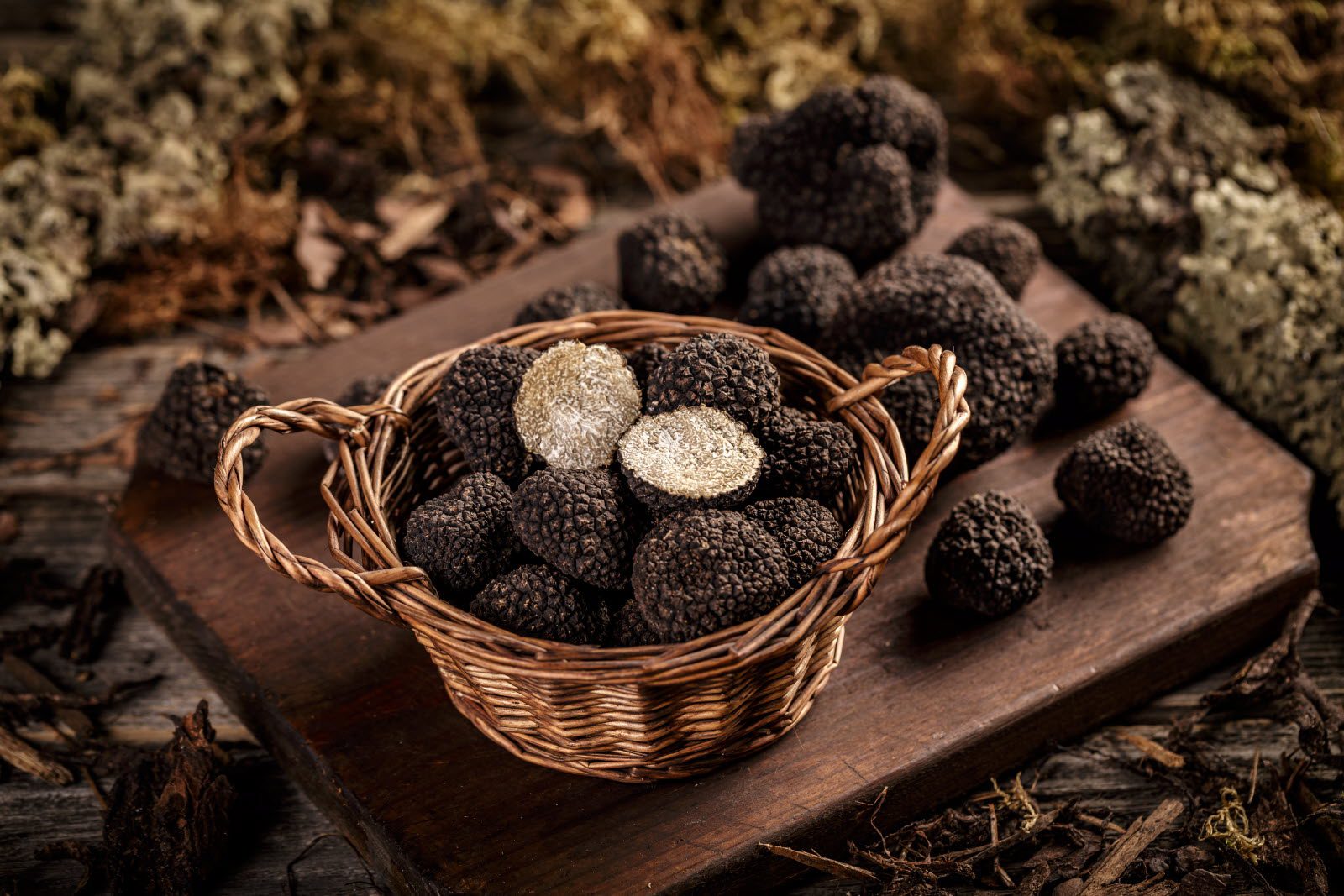 You are currently viewing Truffes blanches, truffes noires, truffes d’été